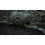 PS4 Death Stranding (NC16) - Image 3